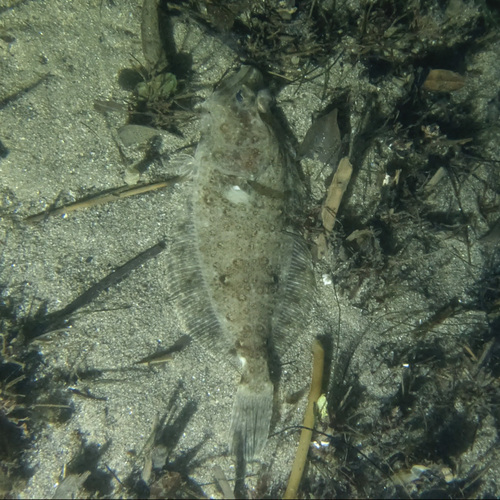 Bigmouth flounder (Hippoglossina stomata) — Paralichthyidae