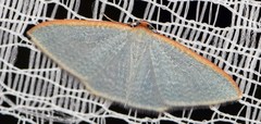 Poecilasthena oceanias