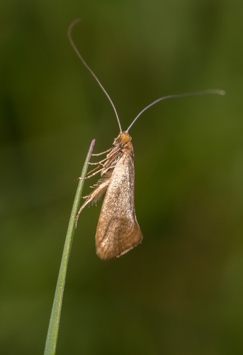 Geltonoji Ilgaūsė Makštinė Kandis nuotrauka
