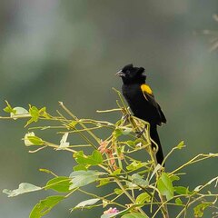 Yellow-Mantled Widowbird photo 5