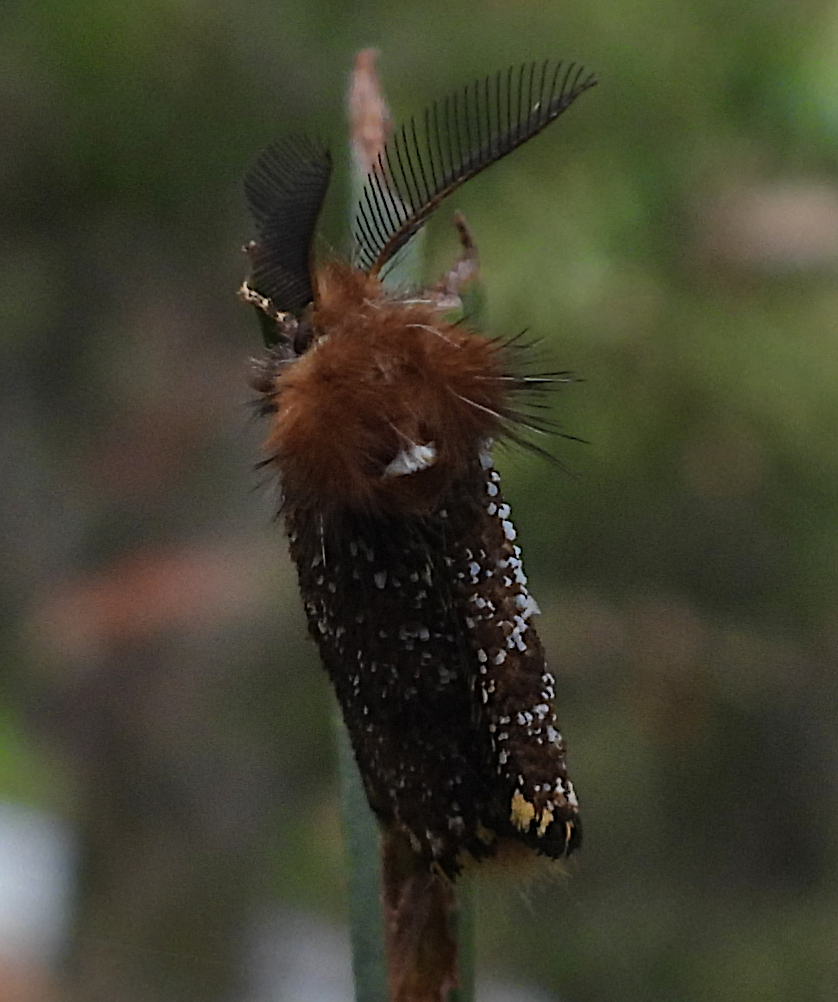 Epicoma Contristis From Mount Coot Tha Qld Australia On March At Am By