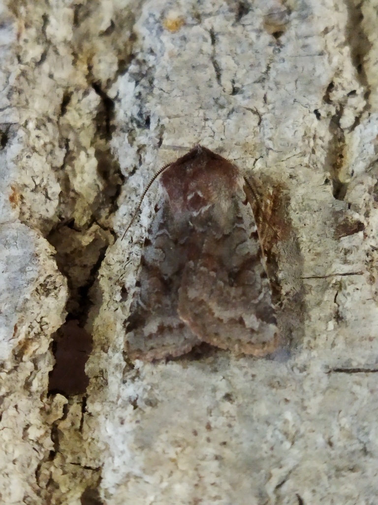 Red Chestnut