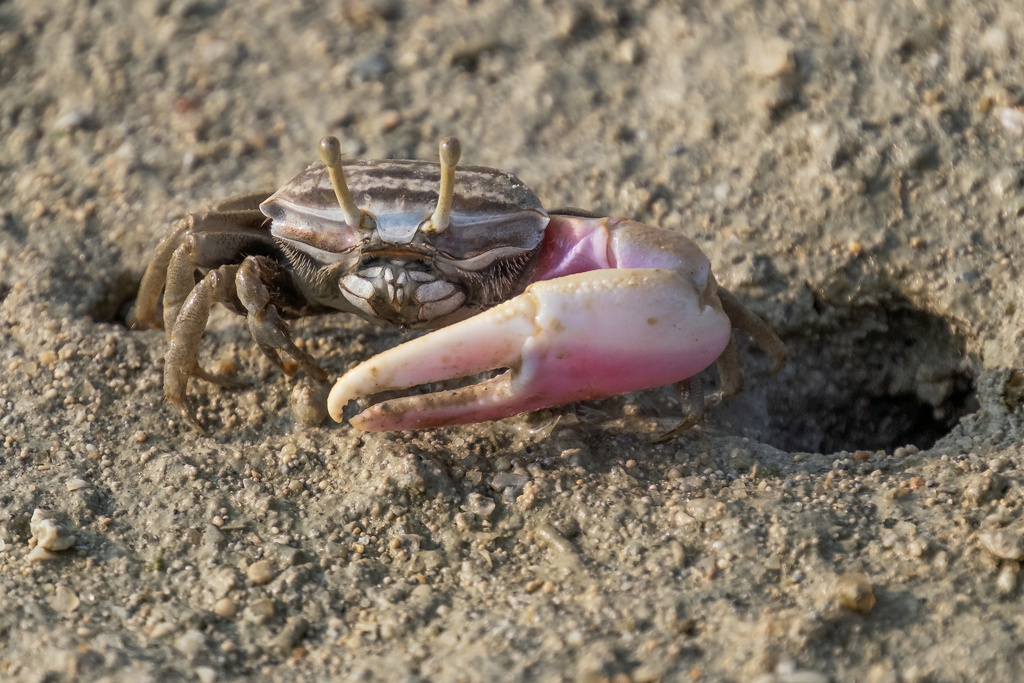 Indus Fiddler Crab