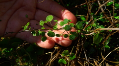 Chenopodium allanii