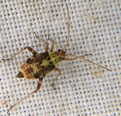 Rhabdomiris striatellus