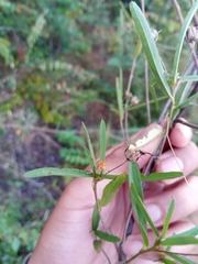 Cheirolaena linearis