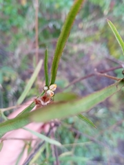 Cheirolaena linearis
