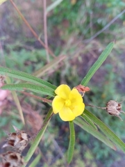 Cheirolaena linearis