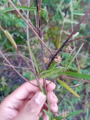 Cheirolaena linearis