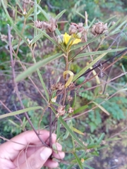 Cheirolaena linearis