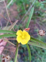 Cheirolaena linearis
