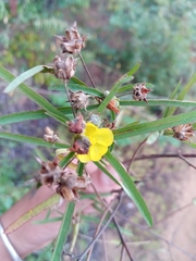 Cheirolaena linearis