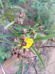 Cheirolaena linearis