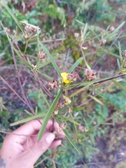 Cheirolaena linearis