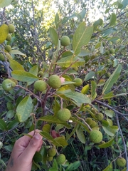 Rhopalocarpus