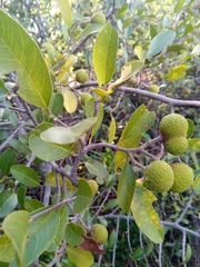 Rhopalocarpus