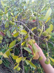 Rhopalocarpus
