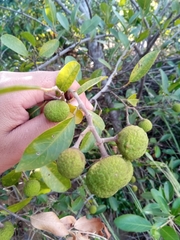 Rhopalocarpus