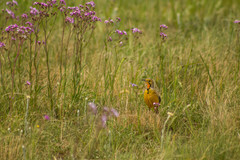 Macronyx capensis colletti
