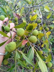 Rhopalocarpus