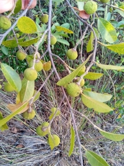 Rhopalocarpus