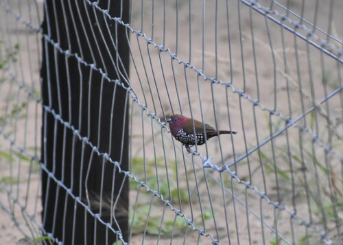 Pink-throated Twinspot (Hypargos margaritatus), photo 8