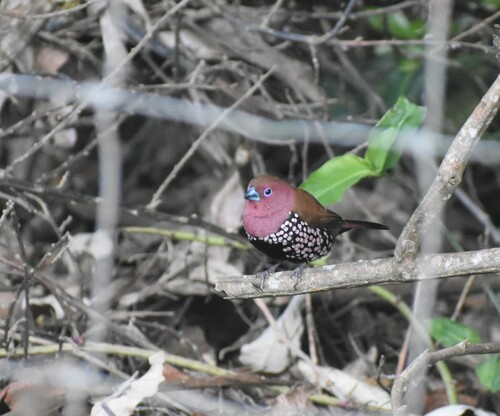 Pink-throated Twinspot (Hypargos margaritatus), photo 9