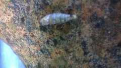 Papillifera papillaris