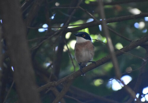 Woodwards' Batis (Batis fratrum), photo 3