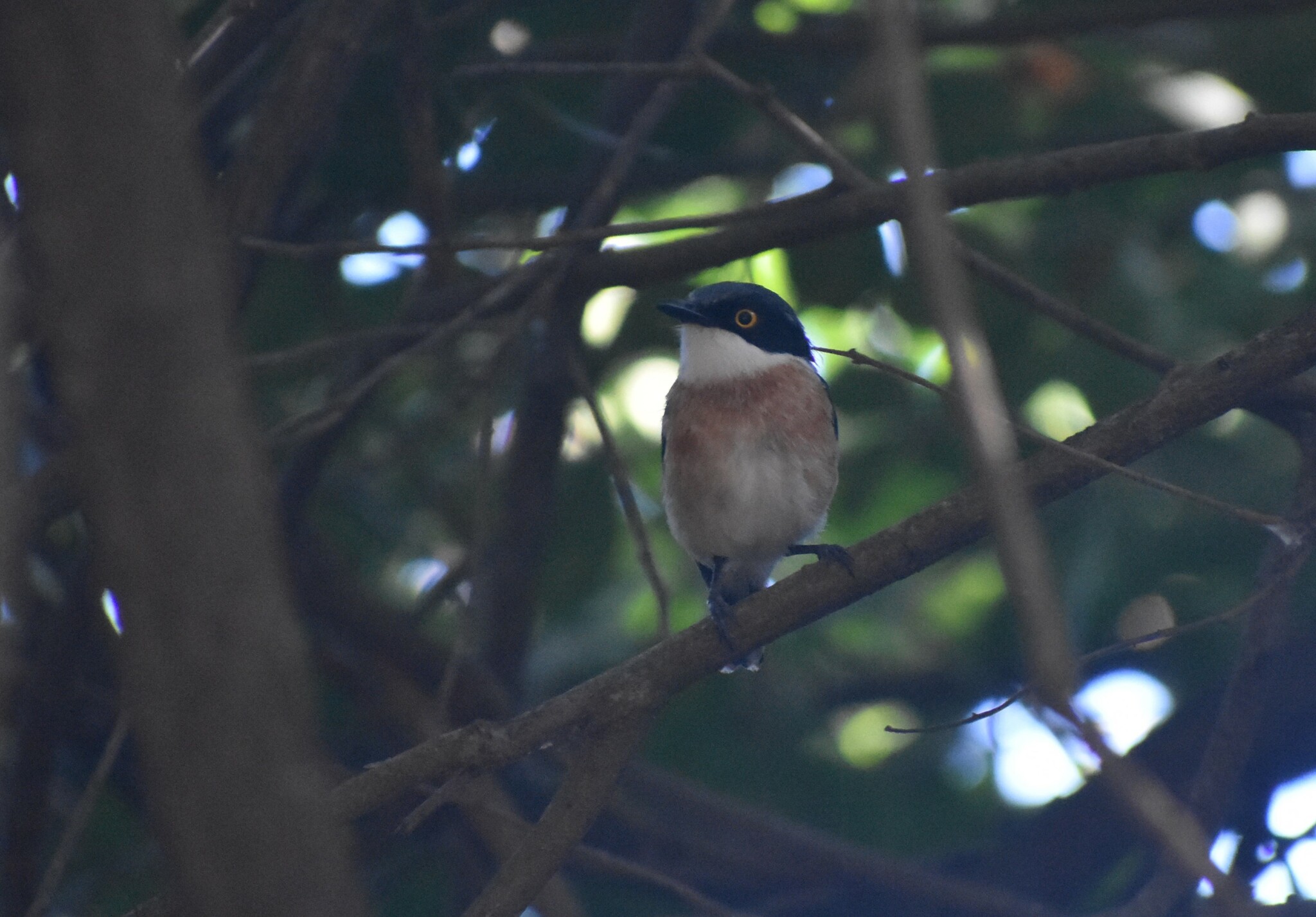 Woodwards' Batis (Batis fratrum), photo 6