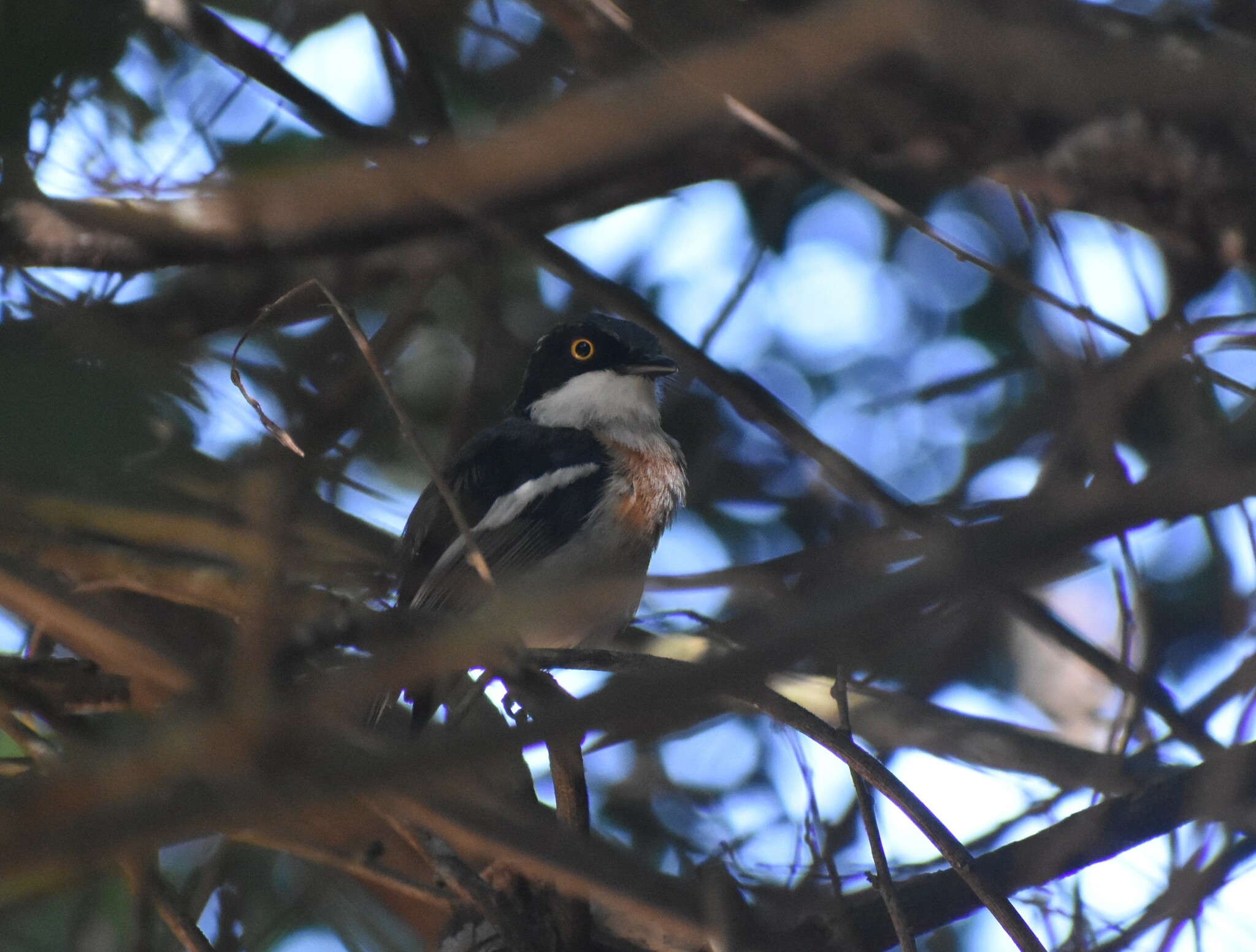 Woodwards' Batis (Batis fratrum), photo 7