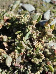 Chenopodium detestans