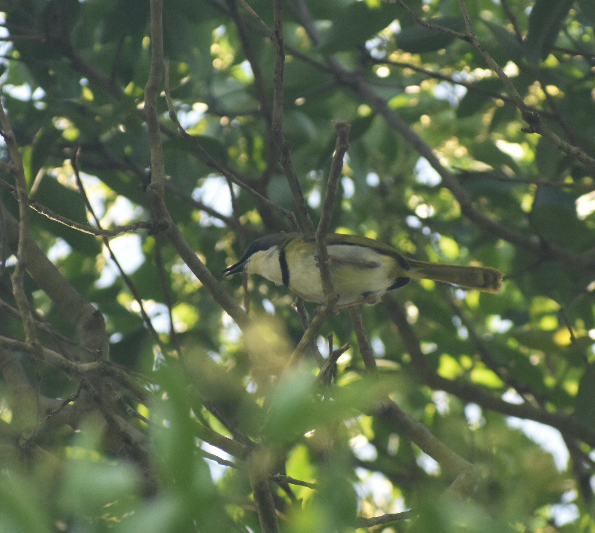 Rudd's Apalis (Apalis ruddi), photo 3