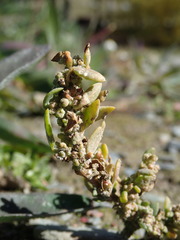Chenopodium detestans