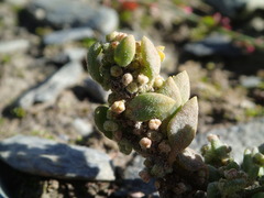 Chenopodium detestans