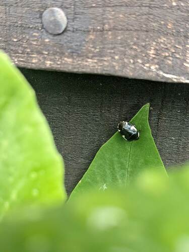 Rambur's pied shieldbug, New Romney, UK, photo 7 of 10