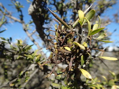 Korthalsella clavata