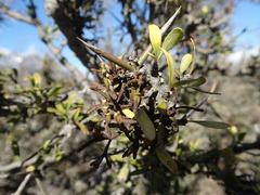 Korthalsella clavata