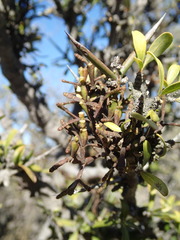 Korthalsella clavata