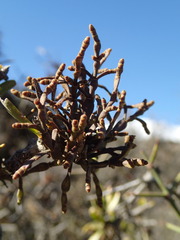 Korthalsella clavata