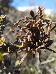 Korthalsella clavata