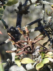 Korthalsella clavata