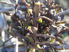 Korthalsella clavata