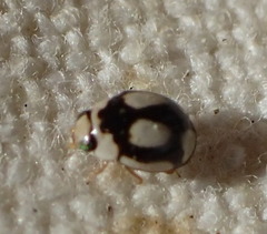 Hyperaspis fastidiosa