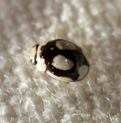 Hyperaspis fastidiosa