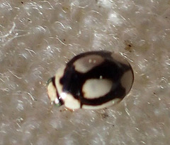 Hyperaspis fastidiosa