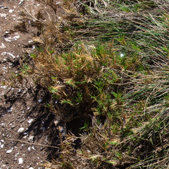 Distichlis distichophylla