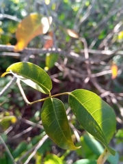 Commiphora marchandii