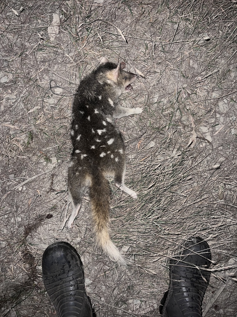 Eastern Quoll