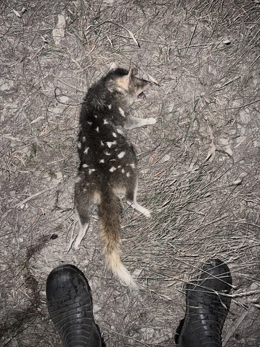 Eastern Quoll